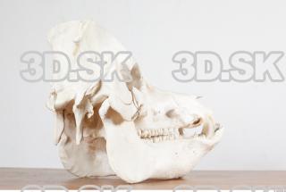 Skull photo reference 0059